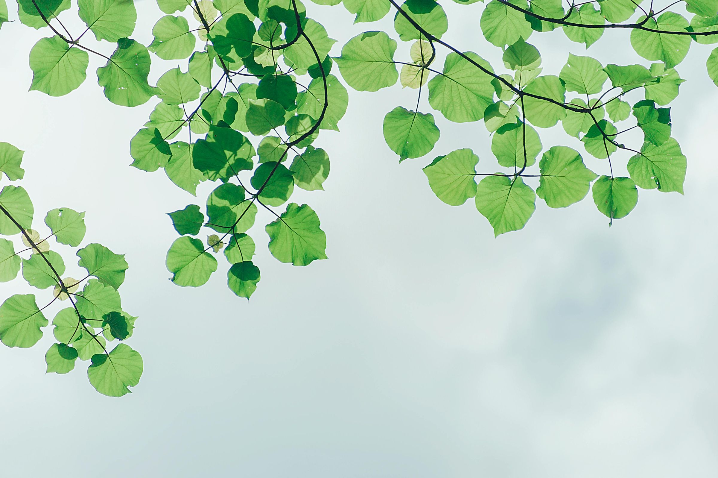 Tree leaves against a clear sky