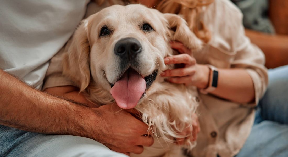 Young couple playing and hugging their pet labrador dog while sitting on the sofa by the window in the living room at home